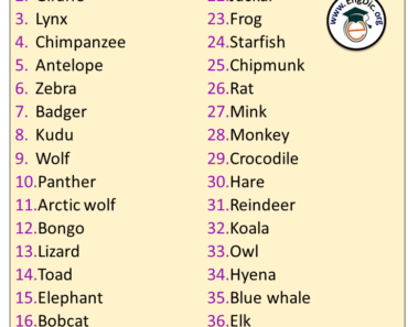 40 Wild animal names list in English
