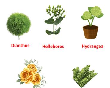 5 Green Flower Names with pictures