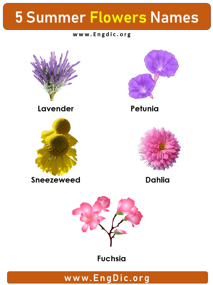5 Summer Flower Names with pictures