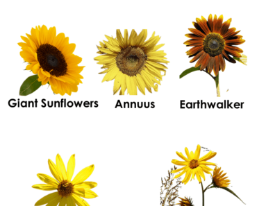 5 Sunflower Names, Sunflower Names List, Sunflowers with Pictures