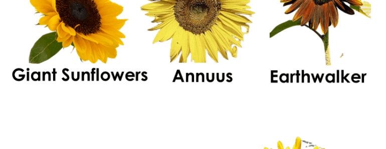 5 Sunflower Names, Sunflower Names List, Sunflowers with Pictures