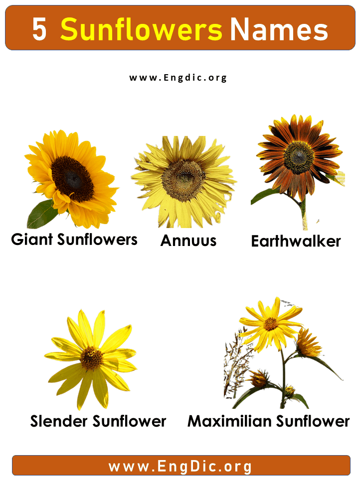 5 Sunflower Names