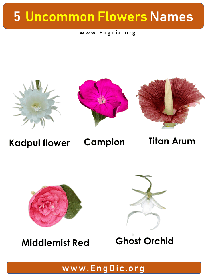 5 Uncommon Flower Names