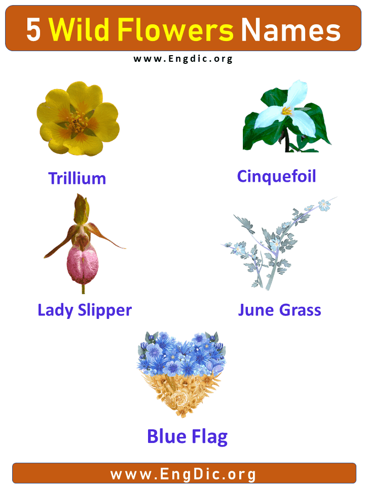 5 Wild Flowers Names