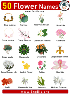 50 Flowers Names with Pictures, Flower Names List - EngDic