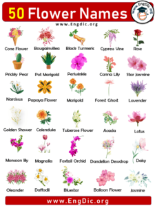 50 Flowers Names with Pictures, Flower Names List – EngDic