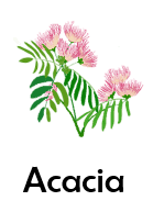 Acacia 50 Flowers names with Pictures
