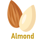 Almond 5 Dry Fruit Names with Pictures