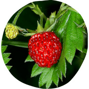 Alpine Strawberry