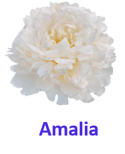 Amalia 10 Rose names with pictures