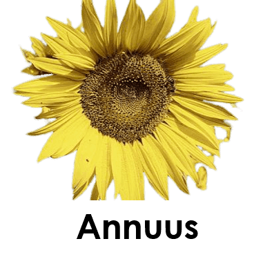 Annuus 5 Sunflower Names