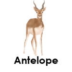 Antelope wild animals names