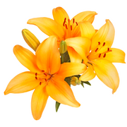 Asiatic Lily