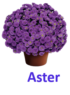 Aster 10 Purple Flowers names with Pictures