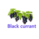 Black currant fruits names with pictures