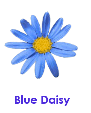 Blue Daisy 10 Blue Flowers names with Pictures