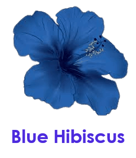 Blue Hibiscus 10 Blue Flowers names with Pictures
