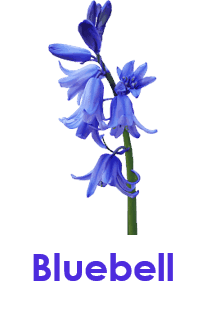 Bluebell 10 Blue Flowers names with Pictures
