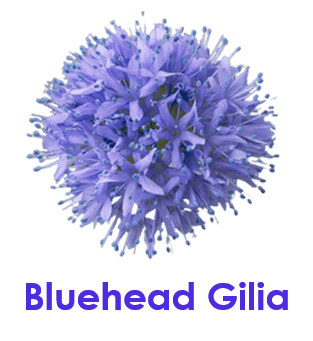 Bluehead Gilia 10 Blue Flowers names with Pictures