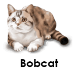 Bobcat wild animals names