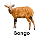 Bongo wild animals names