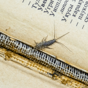 Bookworm insect