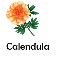 Calendula 50 Flowers names with Pictures