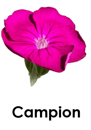 Campion 5 Uncommon Flower Names