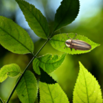 Insects That Start With The Letter ‘C’ - EngDic