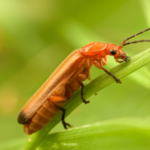 Insects That Start With The Letter ‘C’ - EngDic