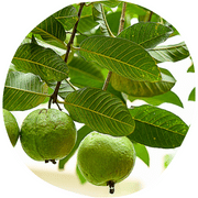 Caribbean Guava