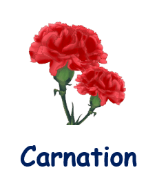 Carnation 20 flowers names