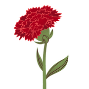 Carnation