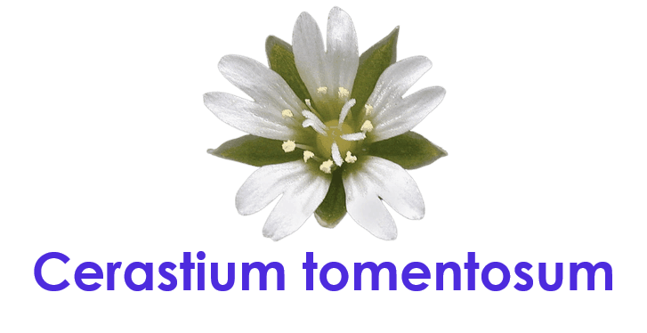 Cerastium tomentosum 5 Small Flower Names with pictures