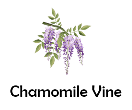 Chamomile Vine 50 Flowers names with Pictures