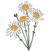 Chamomile