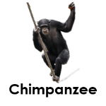 Chimpanzee wild animals names