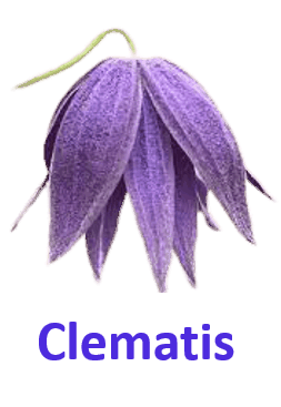 Clematis 10 Purple Flowers names with Pictures