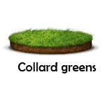 Collard greens