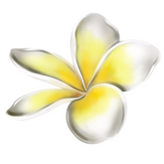 Common White Frangipani