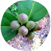 Conkerberry Fruit