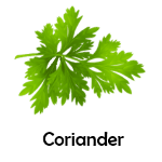 Coriander
