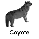 Coyote wild animals names