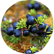 Crowberry Fruit
