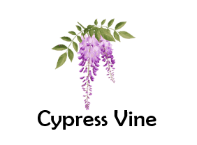 Cypress Vine 50 Flowers names with Pictures
