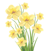 Daffodil