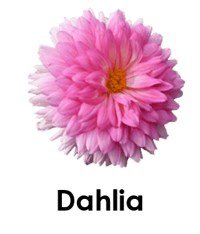 Dahlia 5 Summer Flower Names with pictures