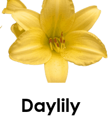 Daylily 10 Yellow Flowers names with Pictures