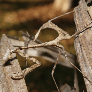 Dead leaf mantis