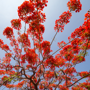 Delonix Regia